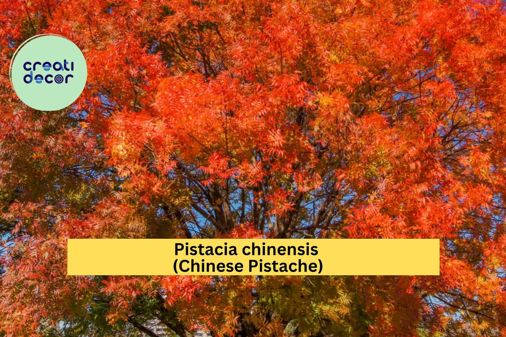 Chinese Pistache Live Tree 18” Tall – Pistacia chinensis Starter, Vibrant Autumn Foliage, Compact Bonsai or Shade Tree for Garden, Zone 6–9