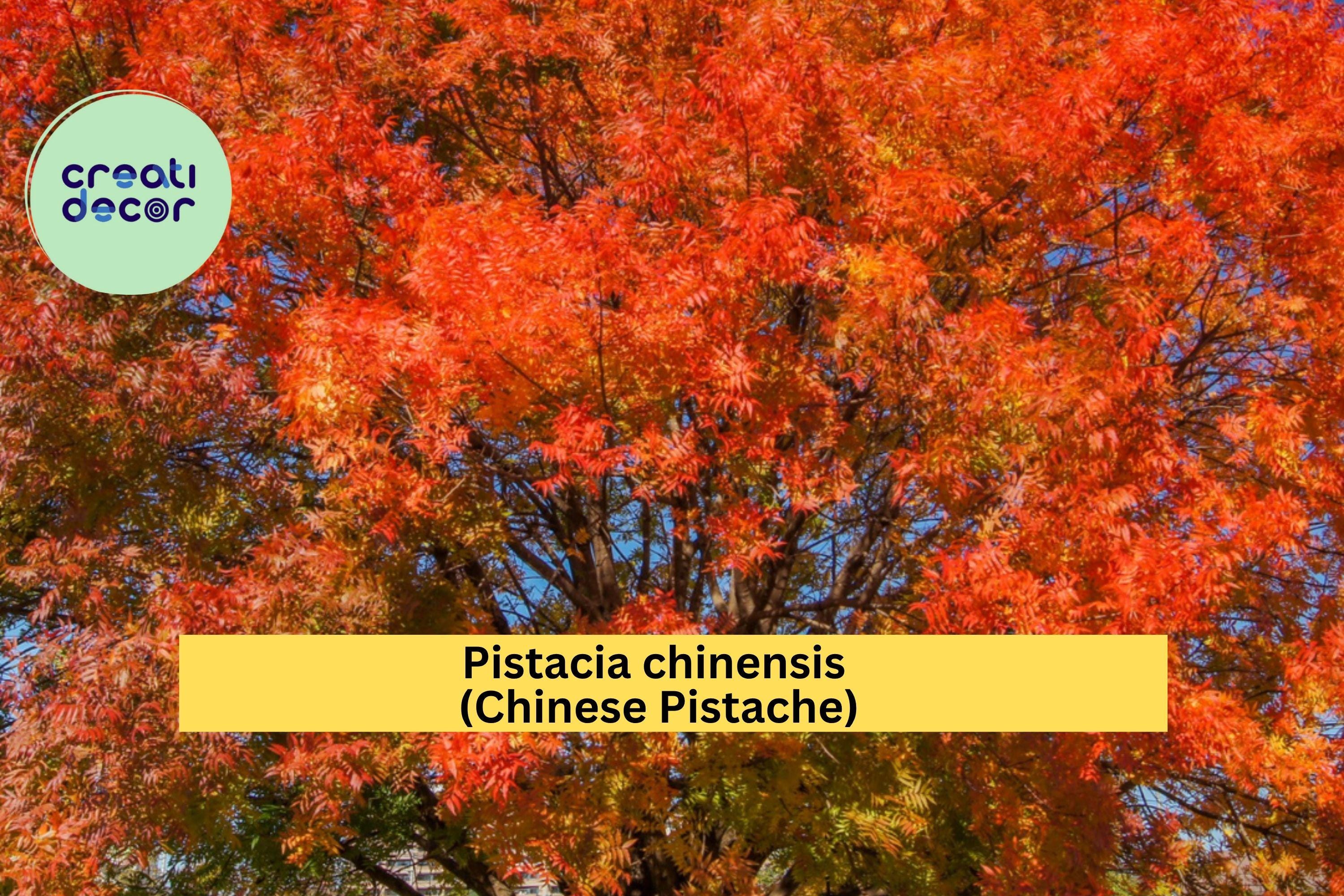 Chinese Pistache Live Tree 18” Tall – Pistacia chinensis Starter, Vibrant Autumn Foliage, Compact Bonsai or Shade Tree for Garden, Zone 6–9