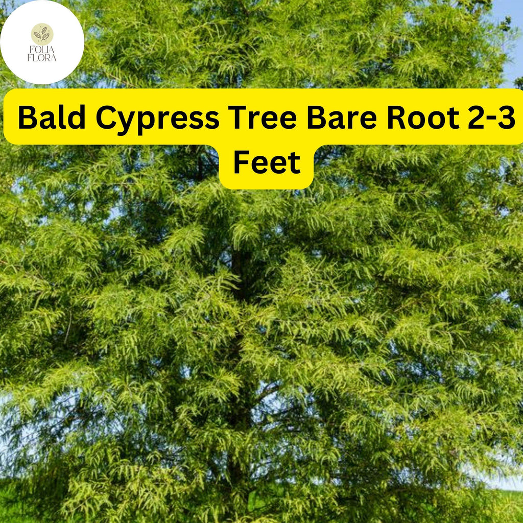 1 Bald Cypress Tree (Taxodium distichum) – Live Bare Root Plant 2-3 Feet