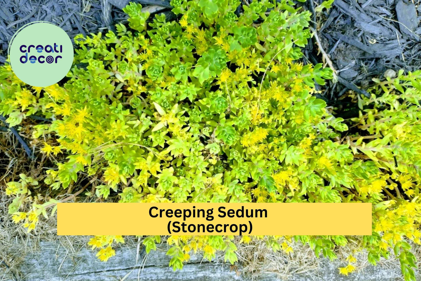 Creeping Sedum Groundcover – 25 Live Cuttings (1–3”) – Hardy Perennial Stonecrop for Borders, Rock Gardens & Pots