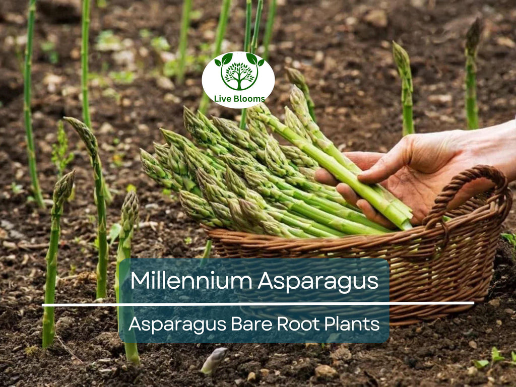 10 Millennium Asparagus Plants - 2yr Crowns - Live Bare Root Perennials - Asparagus officinalis - Heirloom, Non-GMO, Heavy Yield