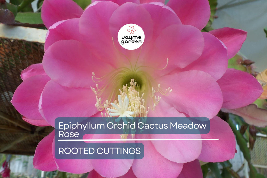 Epiphyllum Orchid Cactus 'Meadow Rose' | 2 Rooted Cuttings with New Growth | Stunning Blooms | Easy-Care Succulent Plant