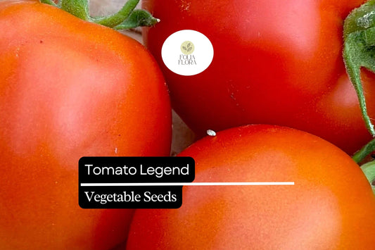 Tomato Legend Seeds 100mg | Solanum lycopersicum | Non-GMO, Early Harvest, Disease-Resistant, Sweet & Juicy, Ideal for Gardens