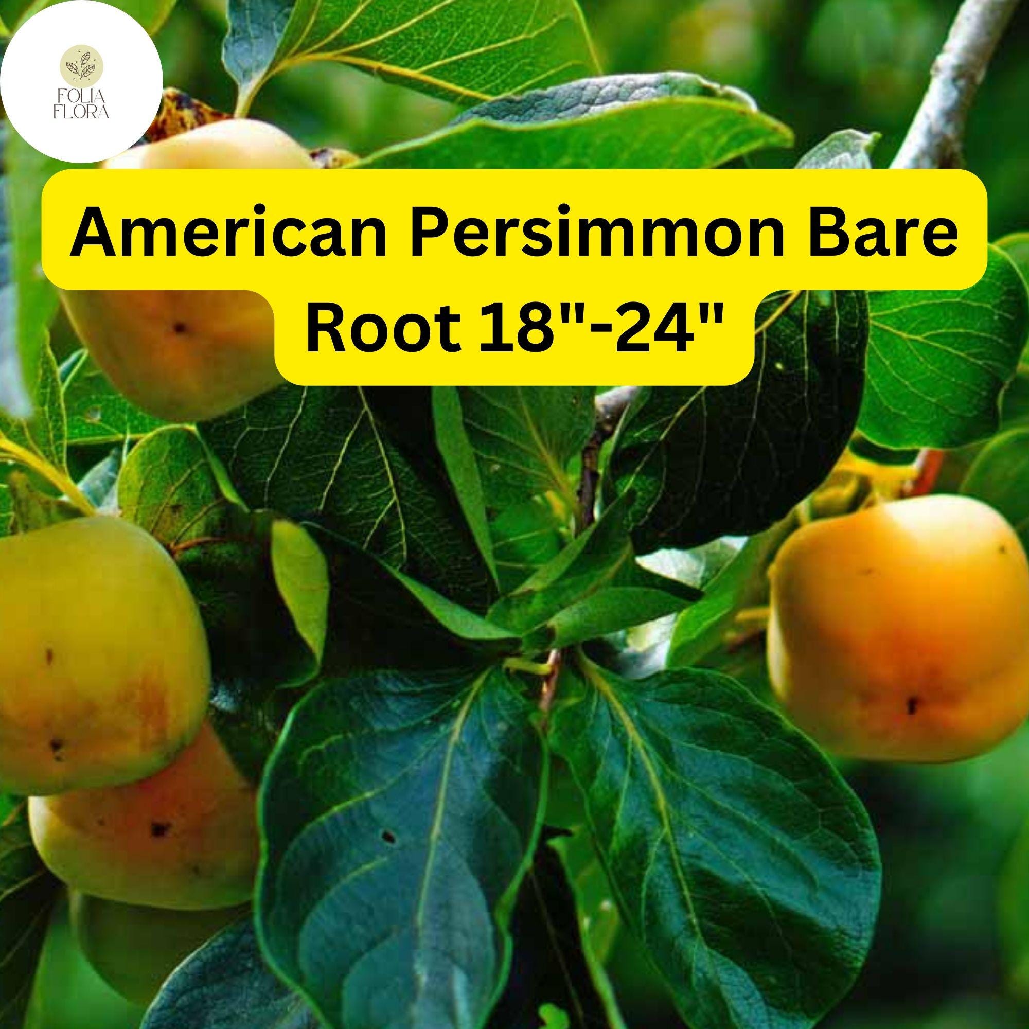1 Diospyros virginiana American Persimmon Tree - Live Bare Root Plant for Zones 4-9 - Edible Fruit & Wildlife Tree 18"-24"