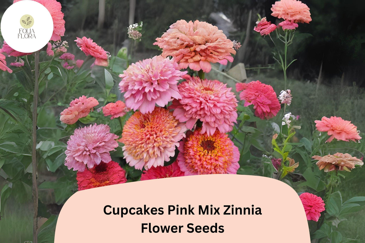 100+ Cupcakes Pink Mix Zinnia Seeds – Unique Ruffled Blooms in Shades of Pink for Summer Gardens