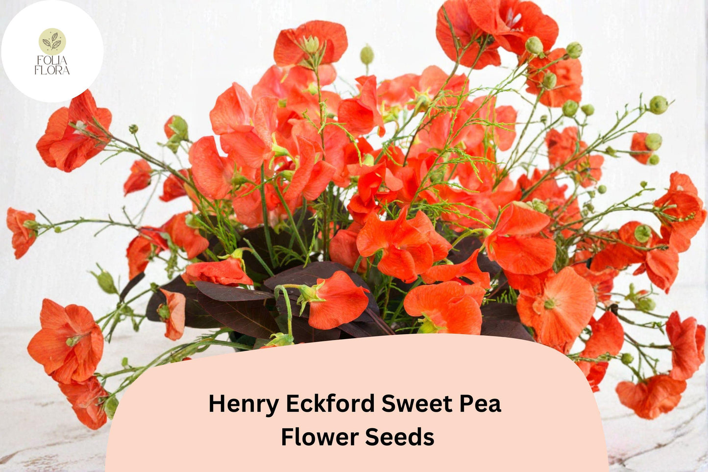 50+ Henry Eckford Sweet Pea Seeds | Fragrant Orange Salmon Flower for Garden Trellis & Cut Flowers