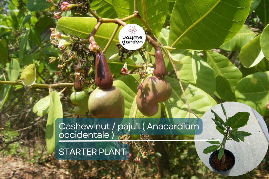 Cashew Nut Tree 12"-18" - Live Anacardium occidentale Tree | Tropical Nut & Fruit Tree for Gardens | Starter Plant