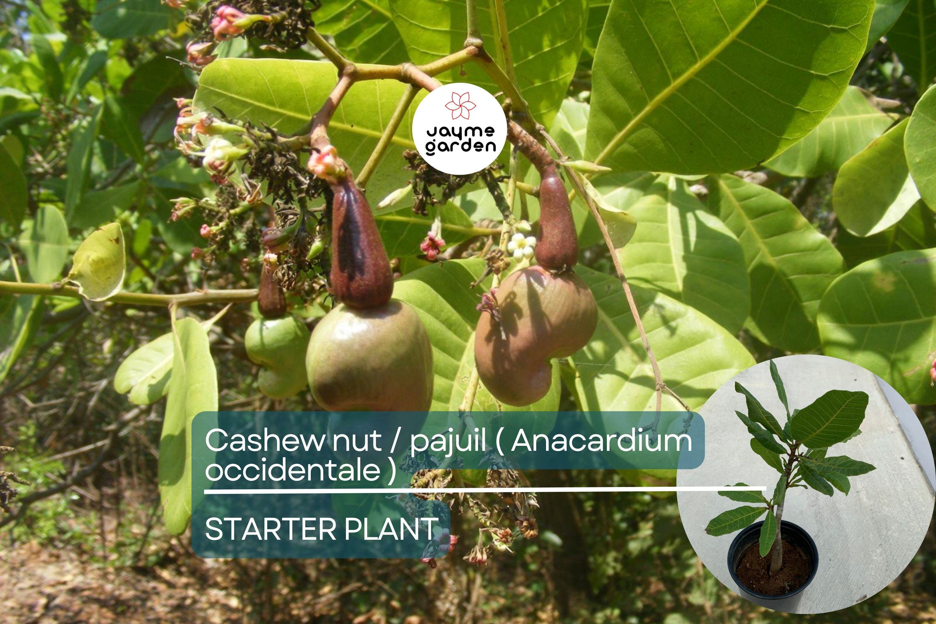 Cashew Nut Tree 12"-18" - Live Anacardium occidentale Tree | Tropical Nut & Fruit Tree for Gardens | Starter Plant
