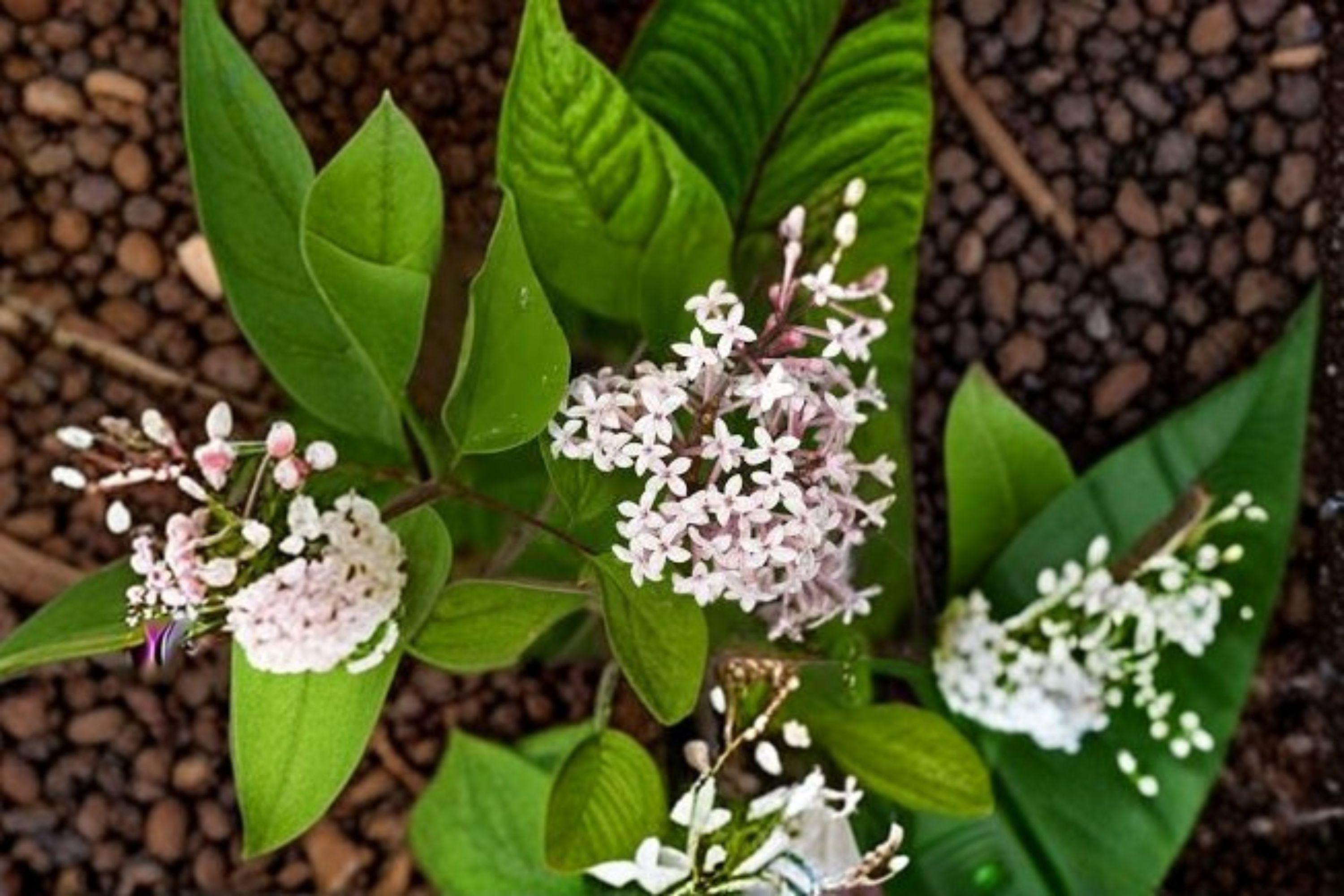 Littleleaf Lilac – Syringa microphylla 10 Seeds | Fragrant Flowering Shrub | Compact Lilac | Hardy Perennial