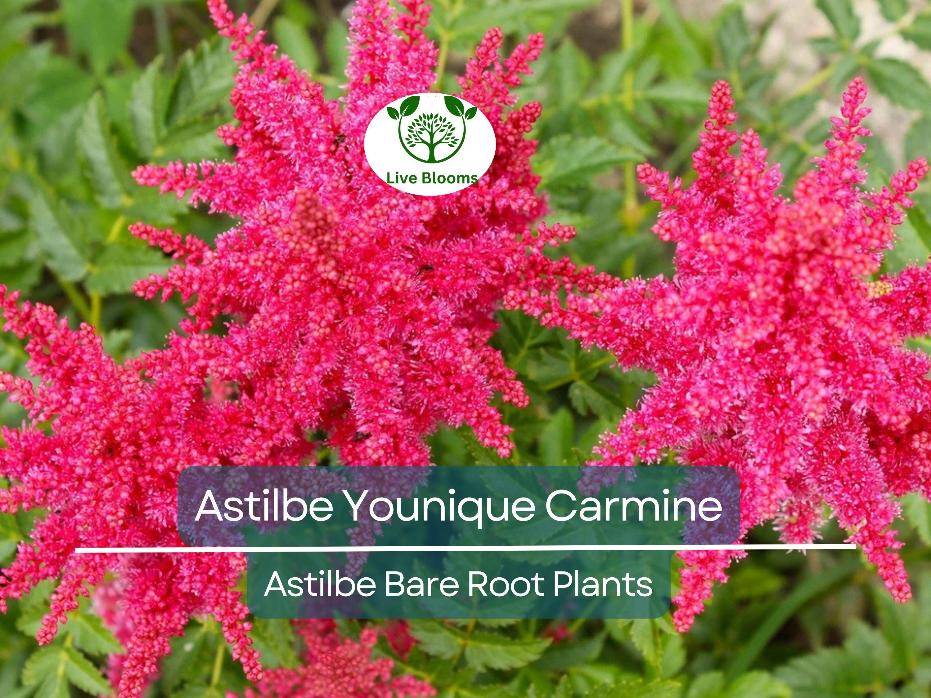 1 Astilbe Younique Carmine – Live Bare Root Shade Plant – Summer Blooms, Deer Resistant, Vibrant Pink-Red Perennial