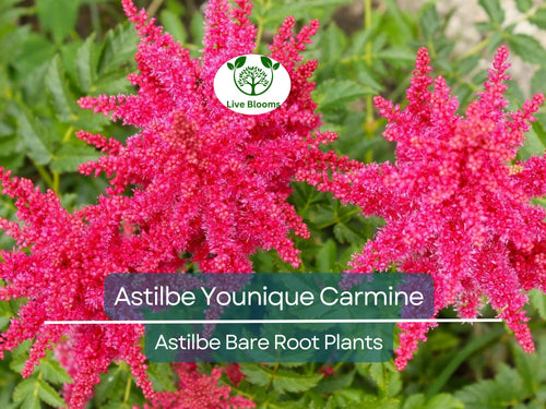 1 Astilbe Younique Carmine – Live Bare Root Shade Plant – Summer Blooms, Deer Resistant, Vibrant Pink-Red Perennial