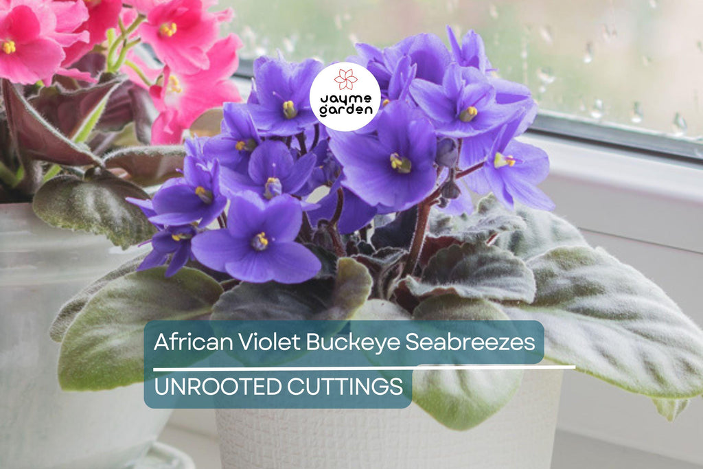 African Violet Buckeye Seabreazes Pair of Cuttings | Easy Care Houseplant for Indoor Beauty