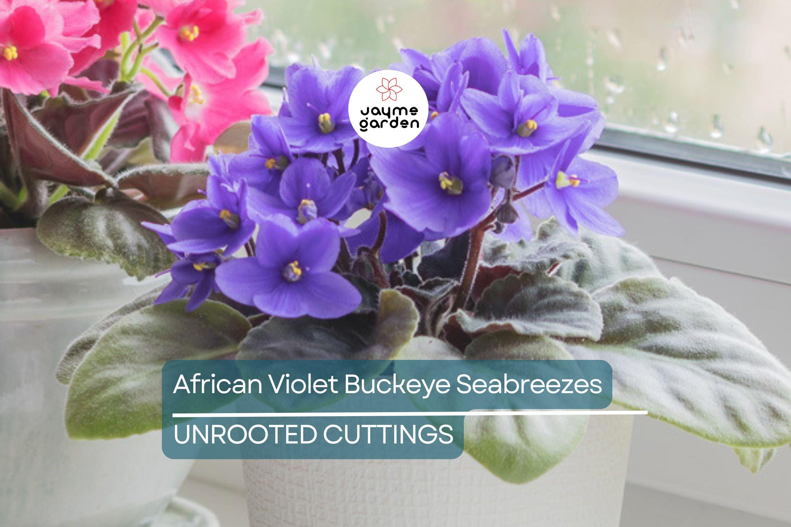 African Violet Buckeye Seabreazes Pair of Cuttings | Easy Care Houseplant for Indoor Beauty