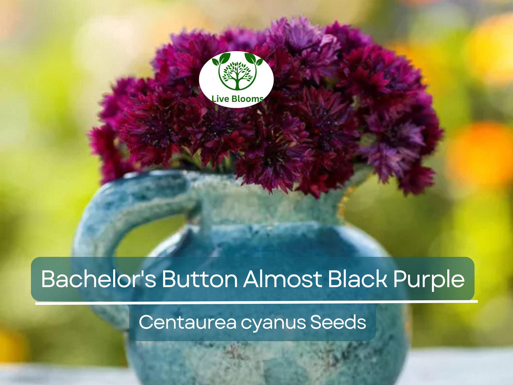 200 Seeds Cornflower Bachelor's Button ALMOST BLACK Purple - Centaurea Cyanus Non-GMO, Spring Plant, Unique Dark Purple Flowers, Garden Seed