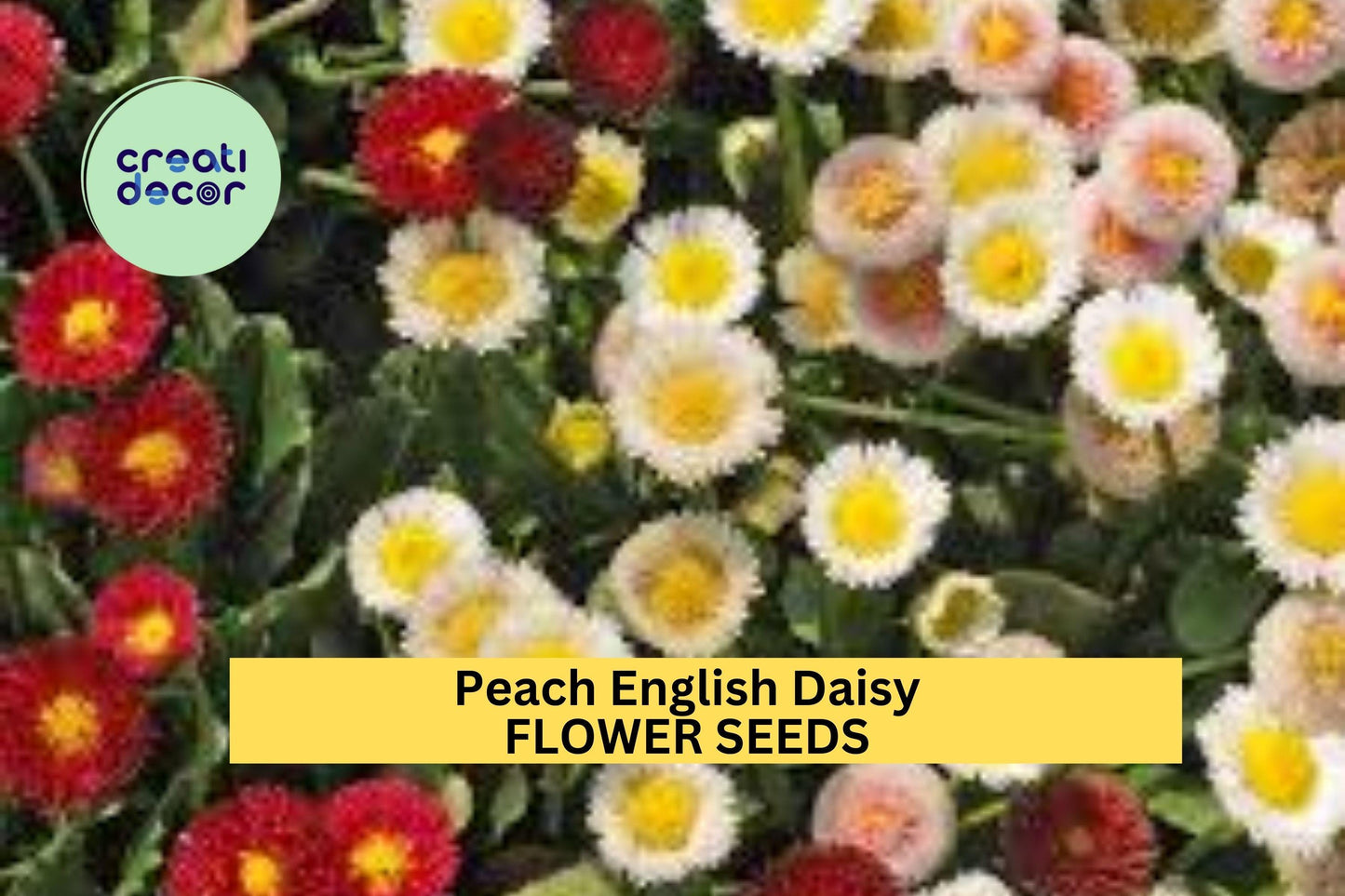 200+ Peach English Daisy Seeds – Soft Peach Blooms for Garden Planting, Compact Perennials for Borders, Pots & Pollinator Beds – USA