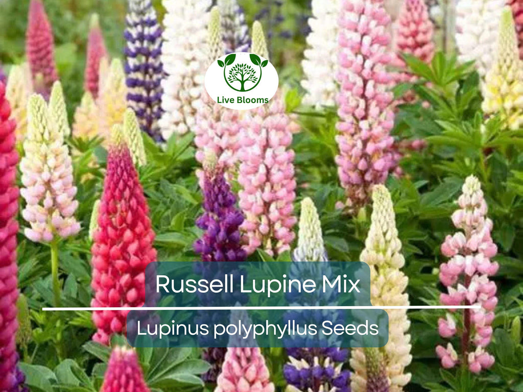 50 Seeds Russell Lupine Mixed Colors Perennial (Lupinus polyphyllus), Attracts Hummingbirds & Bees, Non-GMO, Beautiful Garden Flowers