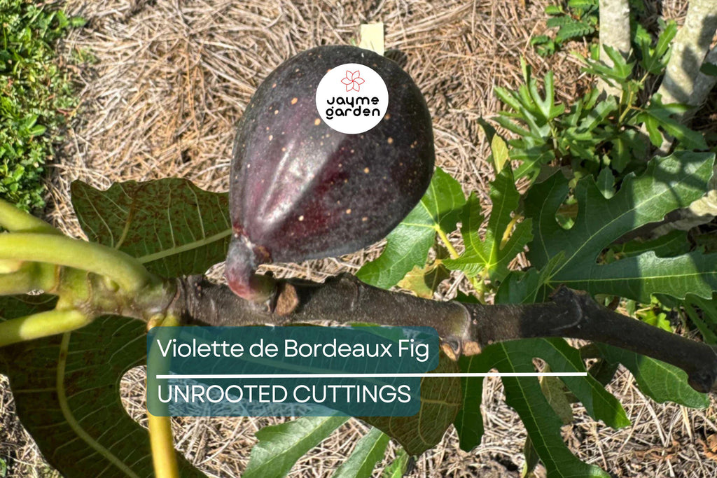 6 Violette de Bordeaux Fig Cuttings for Propagation Sweet Purple-Black Fruit