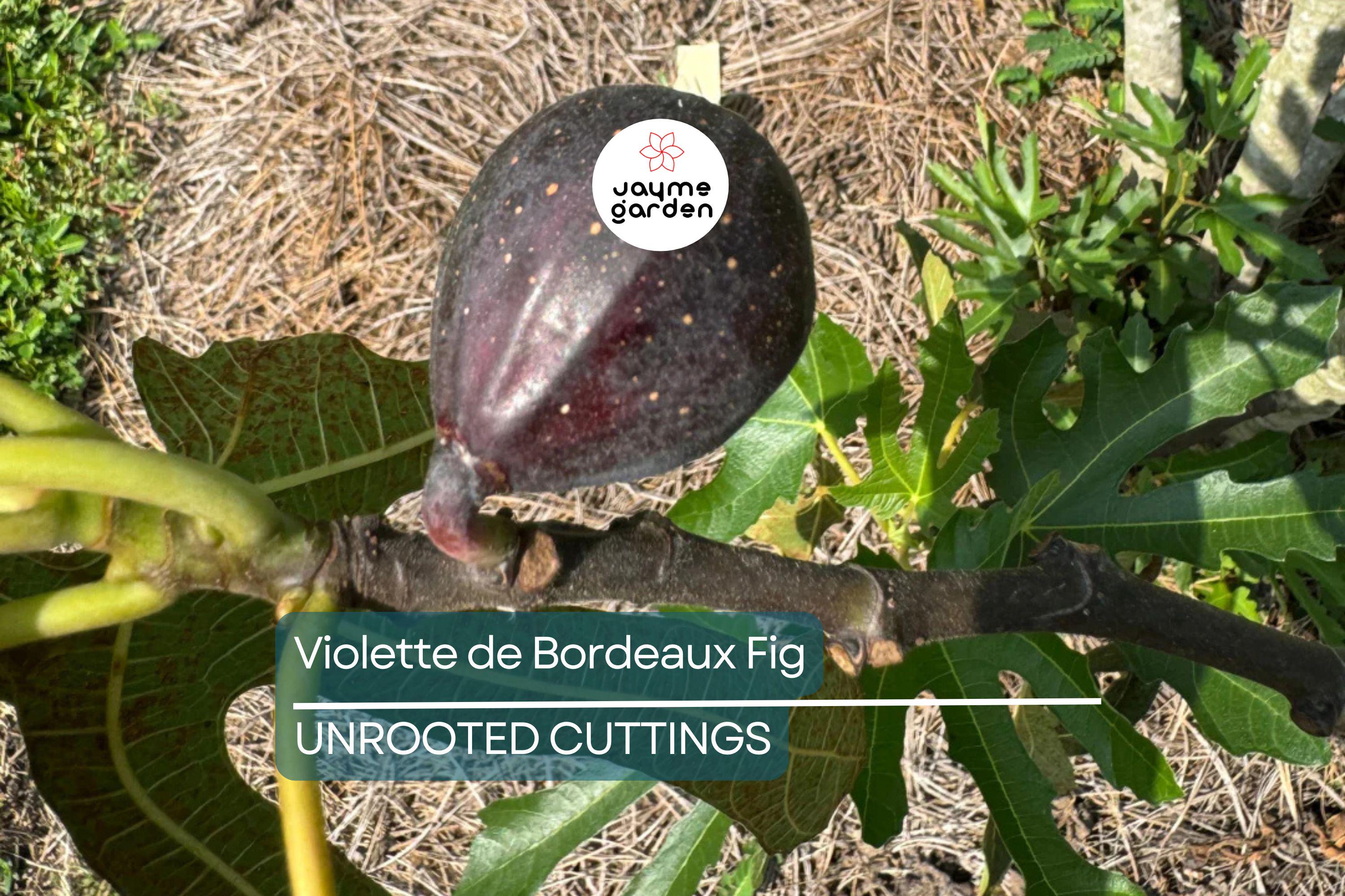 6 Violette de Bordeaux Fig Cuttings for Propagation Sweet Purple-Black Fruit