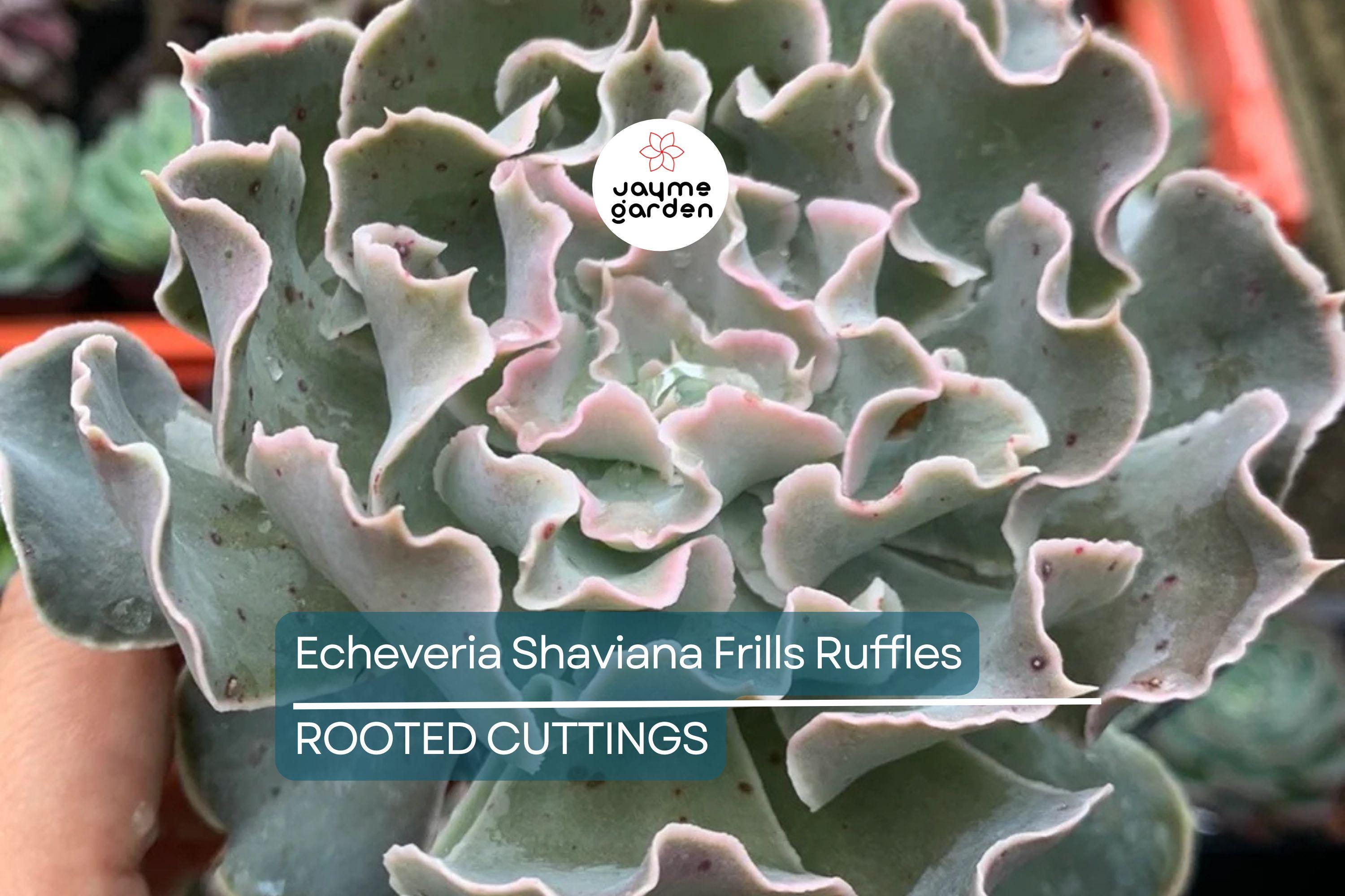 Echeveria Shaviana Frills Ruffles Succulent - 9" Live Plant Cutting Bare Root, HTF, Pink Frills