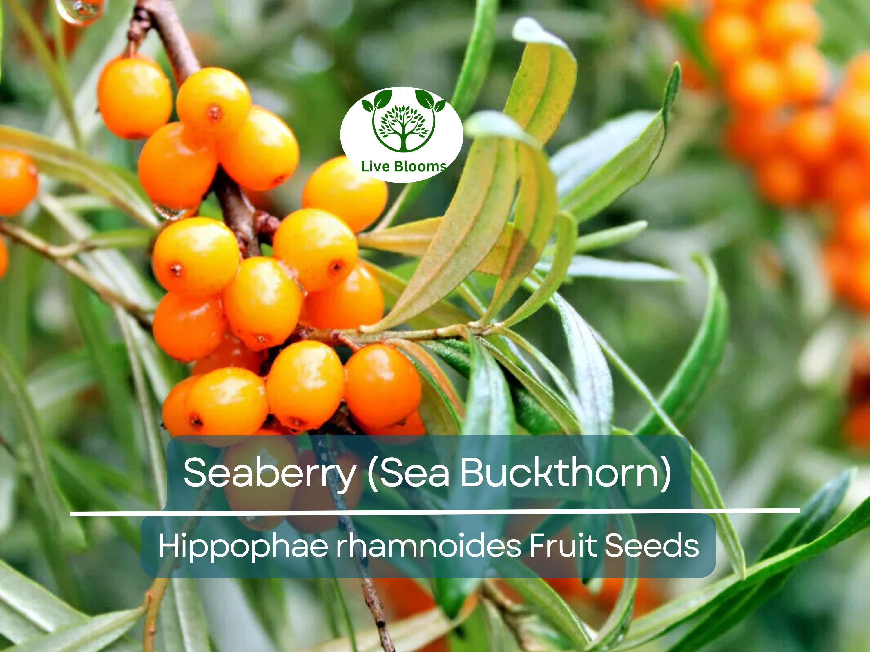50 Seaberry Seeds - Sea Buckthorn (Hippophae rhamnoides), Edible Berry Fruit, High Yield, Organic, Nutrient-Rich, for Garden Planting