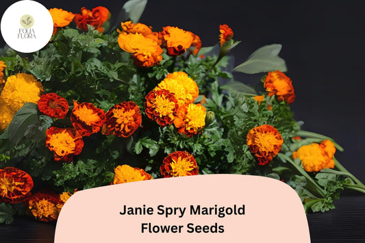 25+ Janie Spry Marigold Seeds | Tagetes patula | Compact French Marigold | Yellow-Red Blooms for Borders, Pots & Pollinators