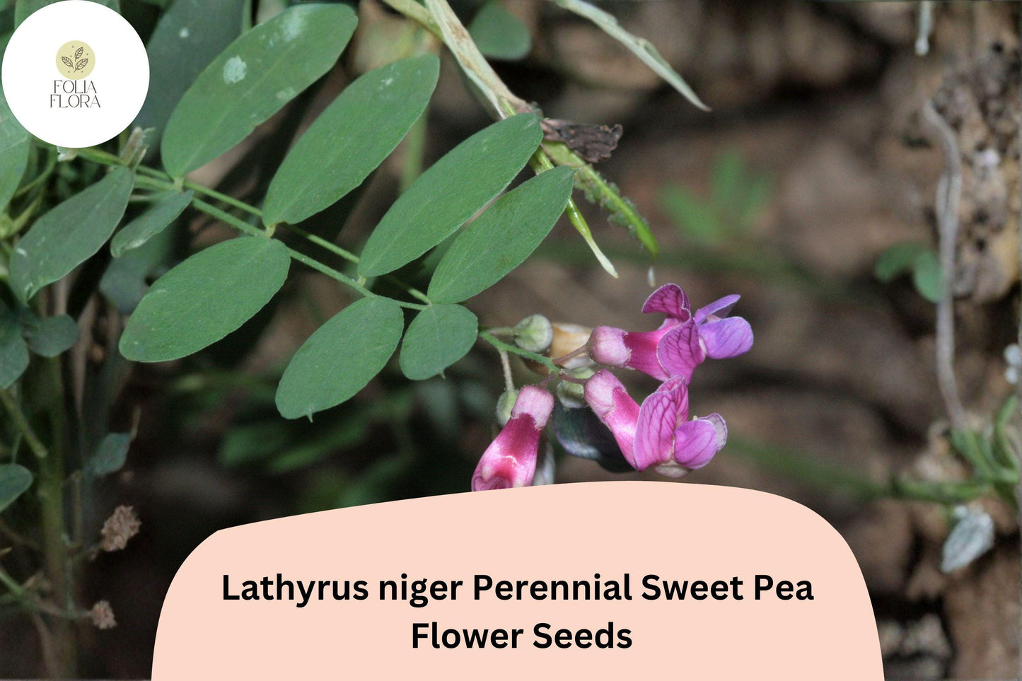 50+ Lathyrus niger Perennial Sweet Pea Seeds | Purple Climbing Vine for Garden Trellis