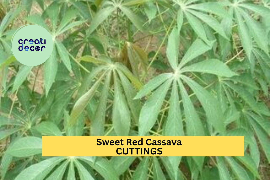 5 Organic Sweet Red Cassava Cuttings – Manihot esculenta | Yuca Stems for Planting | Tropical Edible Root Crop for Warm Climate Gardens