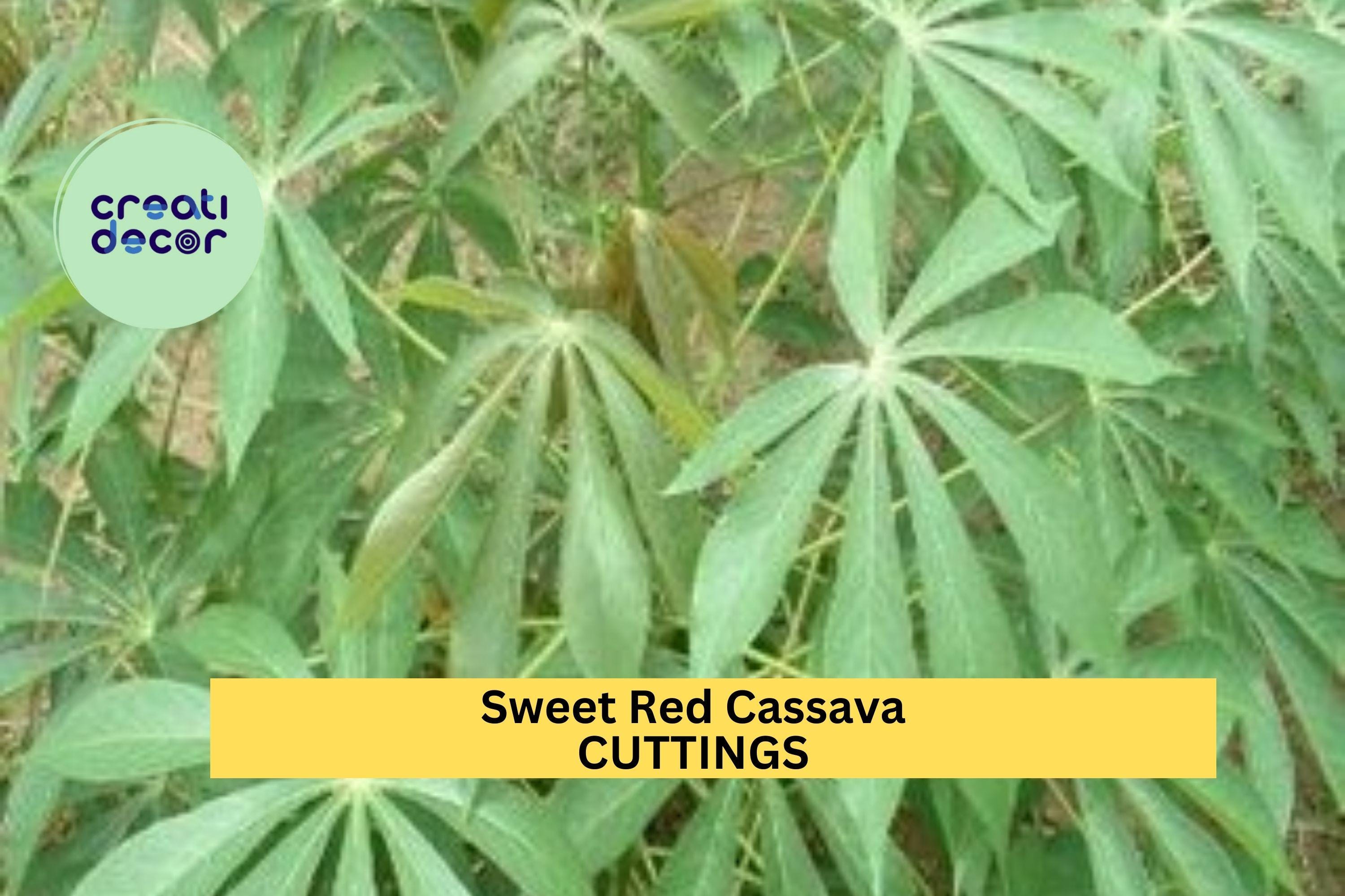 5 Organic Sweet Red Cassava Cuttings – Manihot esculenta | Yuca Stems for Planting | Tropical Edible Root Crop for Warm Climate Gardens