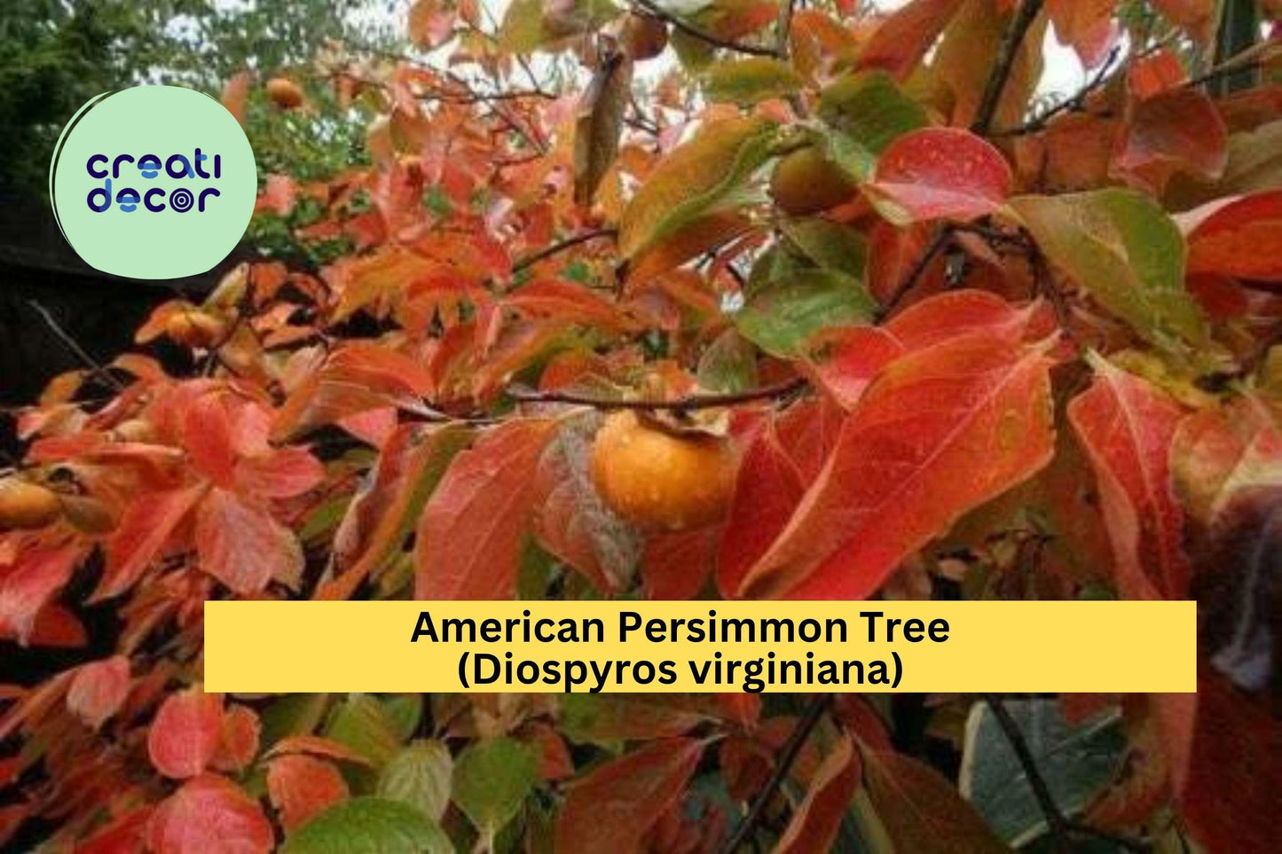 American Persimmon Tree (Diospyros virginiana) – Live Rooted Starter Plant – Hardy Native Fruit Tree for Home Orchard