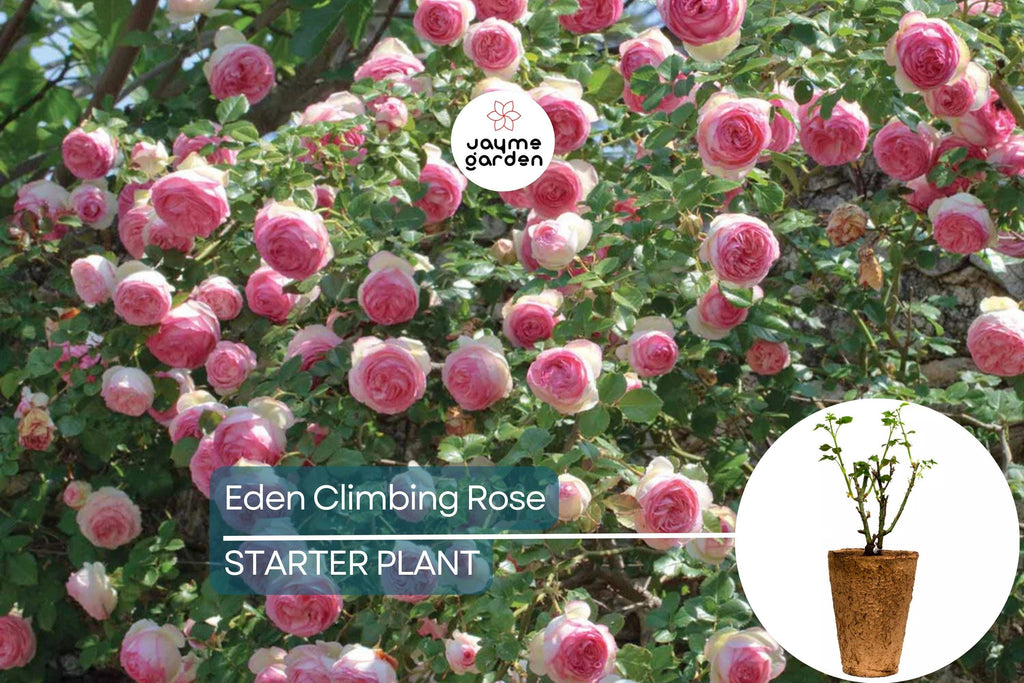 Eden Climbing Rose – 1.5 Gal Pot | Fragrant Pink Blooms | 12' Tall, Own Root, Hardy Zones 5-9 | Award-Winning & Disease Resistant