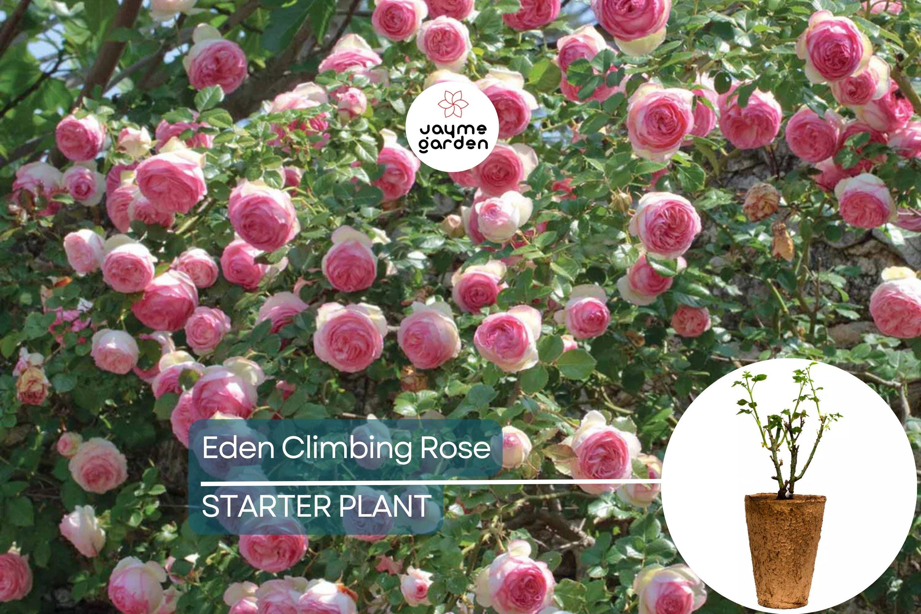 Eden Climbing Rose – 1.5 Gal Pot | Fragrant Pink Blooms | 12' Tall, Own Root, Hardy Zones 5-9 | Award-Winning & Disease Resistant