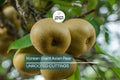 Korean Giant Asian Pear Scion - 3 Cuttings for Planting, Edible Fruit Tree