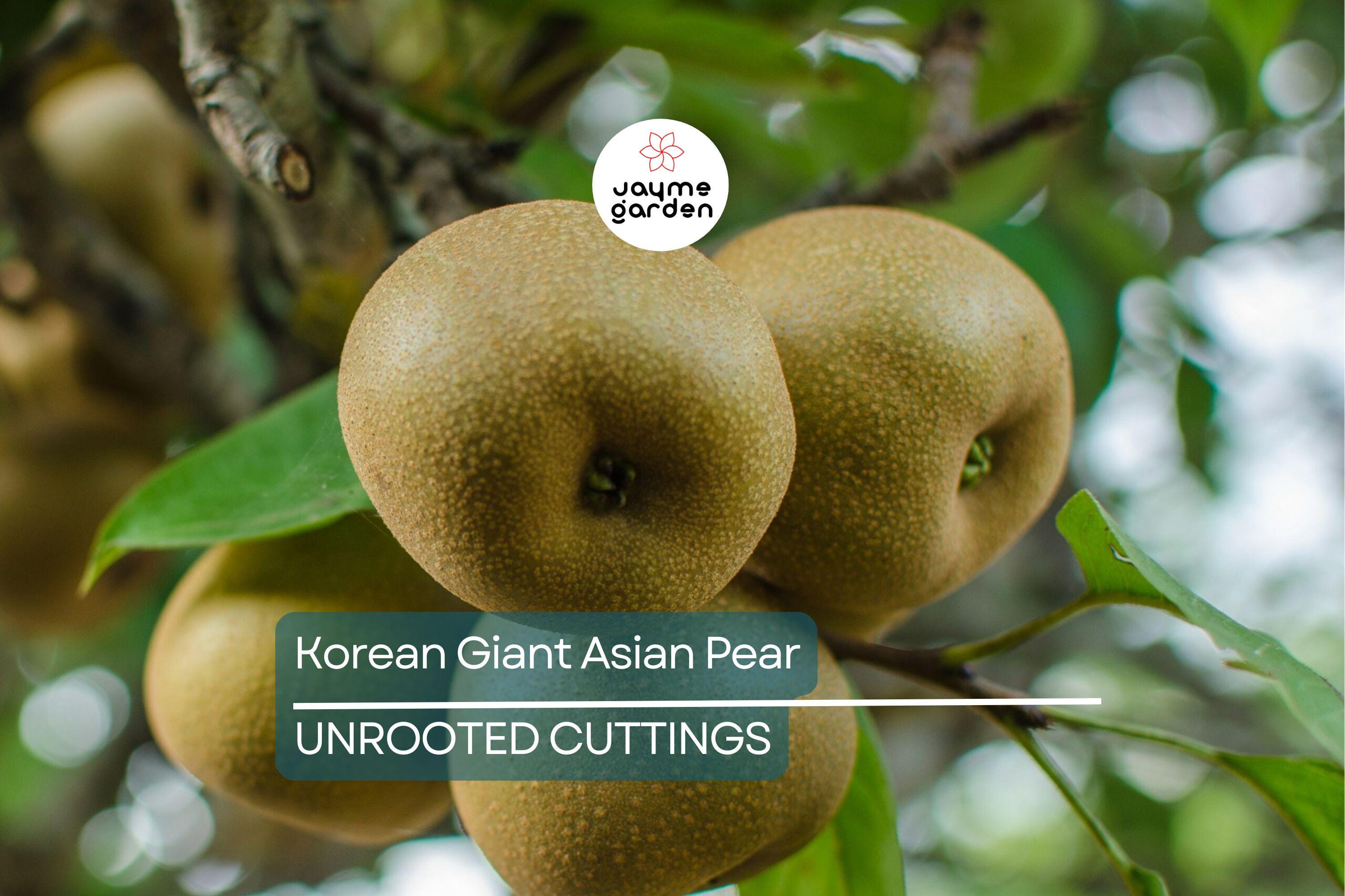 Korean Giant Asian Pear Scion - 3 Cuttings for Planting, Edible Fruit Tree