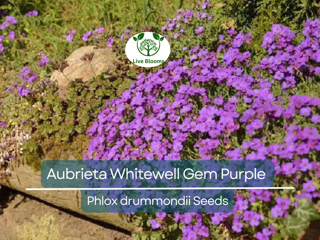 500 Seeds Aubrieta Whitewell Gem, Purple Rock Cress, Groundcover Perennial, Non-GMO, Vibrant Purple Blooms for Gardens & Borders