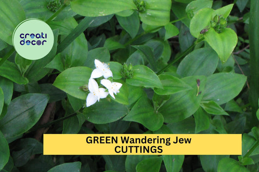 12 Green Wandering Jew Cuttings | Tradescantia Fluminensis Starter Plants | Easy Trailing Indoor Vine | Cold Sensitive Plant