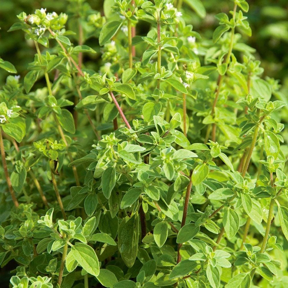 Set of 12 Herb Seeds – Basil, Dill, Parsley, Thyme, Lavender, Oregano, Cilantro & More – Perfect for Kitchen And Garden Planting – USA
