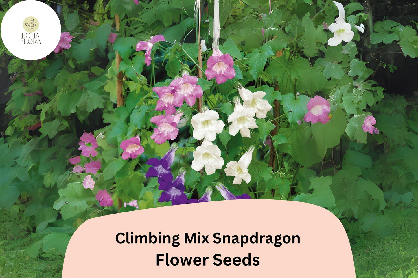 Climbing Mix Snapdragon Seeds (Antirrhinum majus) | 1000+ Seeds | Vining Snapdragon for Trellises & Vertical Gardens