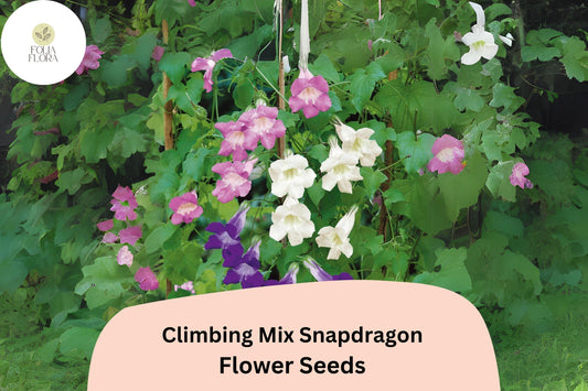 Climbing Mix Snapdragon Seeds (Antirrhinum majus) | 1000+ Seeds | Vining Snapdragon for Trellises & Vertical Gardens