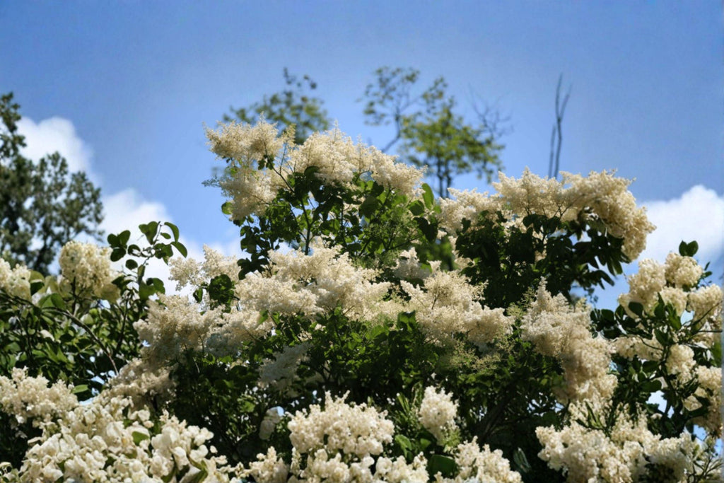 Japanese Tree Lilac Seeds –  Syringa amurensis japonica, Hardy Fragrant Flowering (10 Seeds)