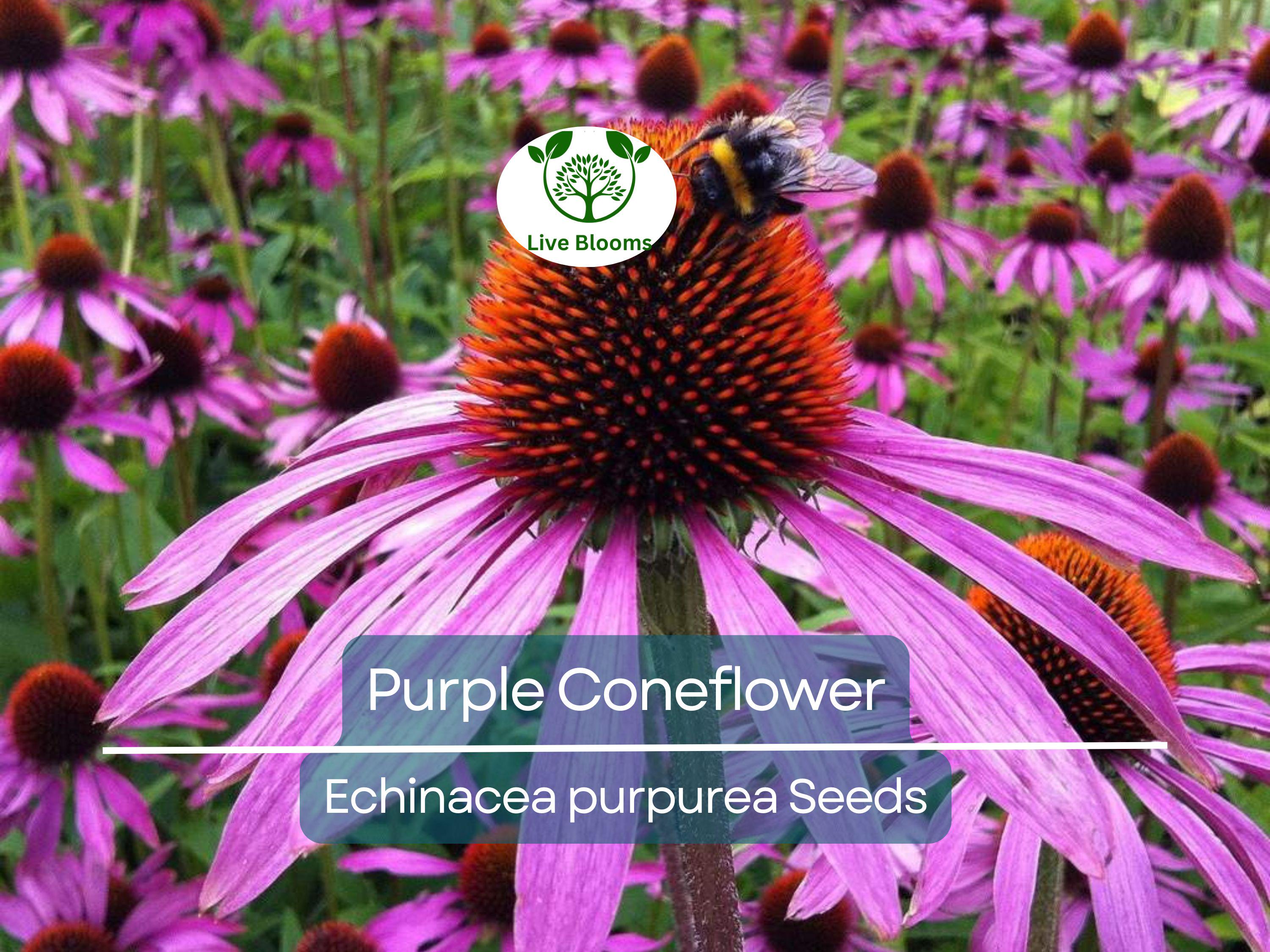 200 Seeds Purple Coneflower Echinacea Purpurea Perennial Pollinator Flowers Non-GMO, Hardy, Cut Flowers, Easy to Grow, Garden Plant