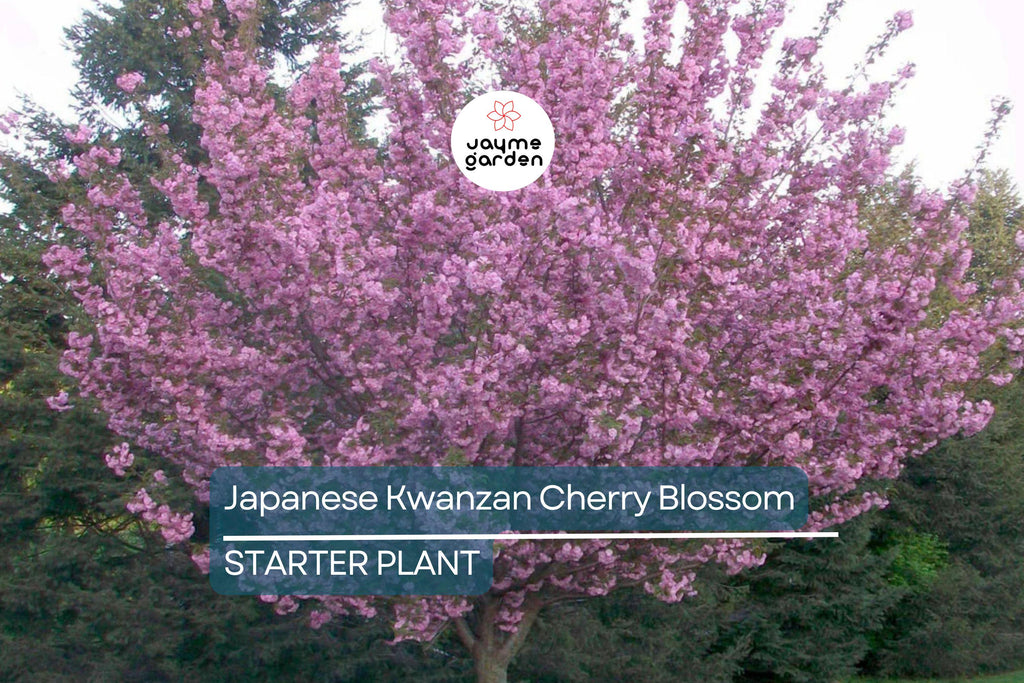 Kwanzan Cherry Blossom Starter Plant | 8-10” Live Tree | Prunus serrulata | Japanese Ornamental Tree | Spring Blooms | Well-Rooted