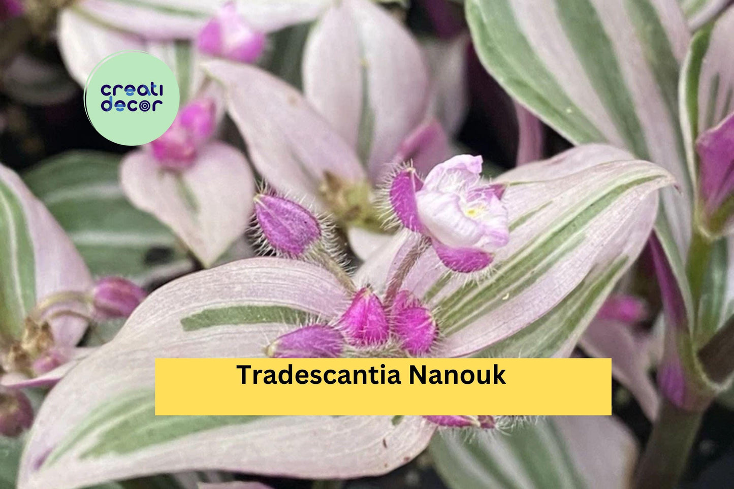 Tradescantia Nanouk | 2 Rooted Cuttings | Live Indoor Trailing Houseplant | Pink Green Foliage Plant