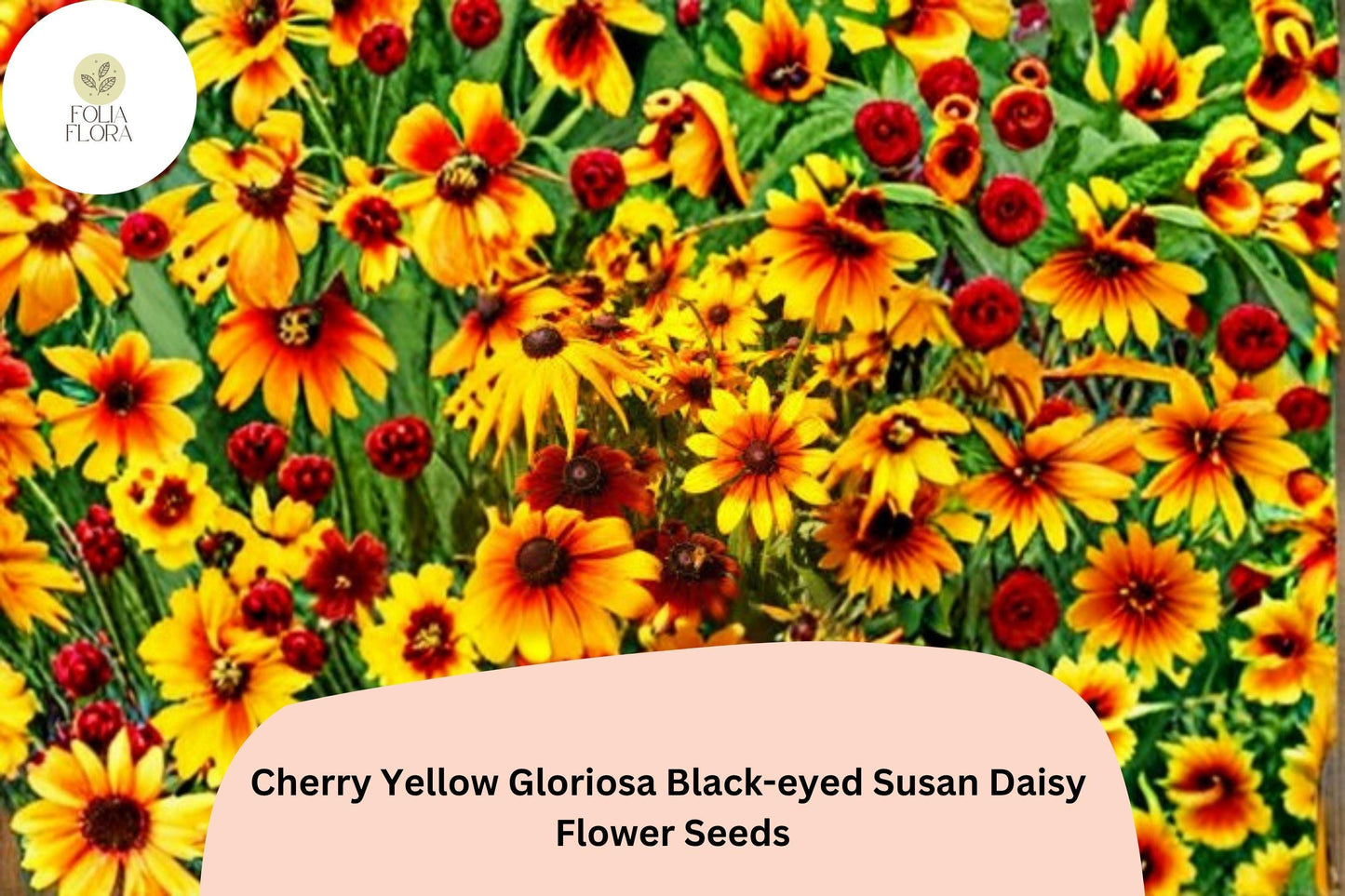 200+ Cherry Yellow Gloriosa Black-eyed Susan Daisy Seeds | Rudbeckia hirta | Bright Red-Yellow Garden Flowers