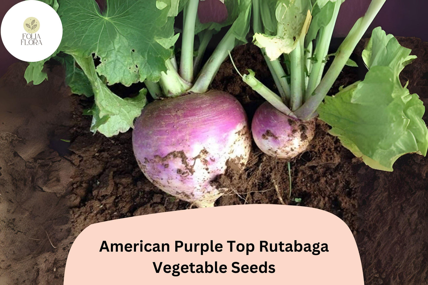 500+ American Purple Top Rutabaga Seeds – Heirloom Brassica Seeds for Garden Planting