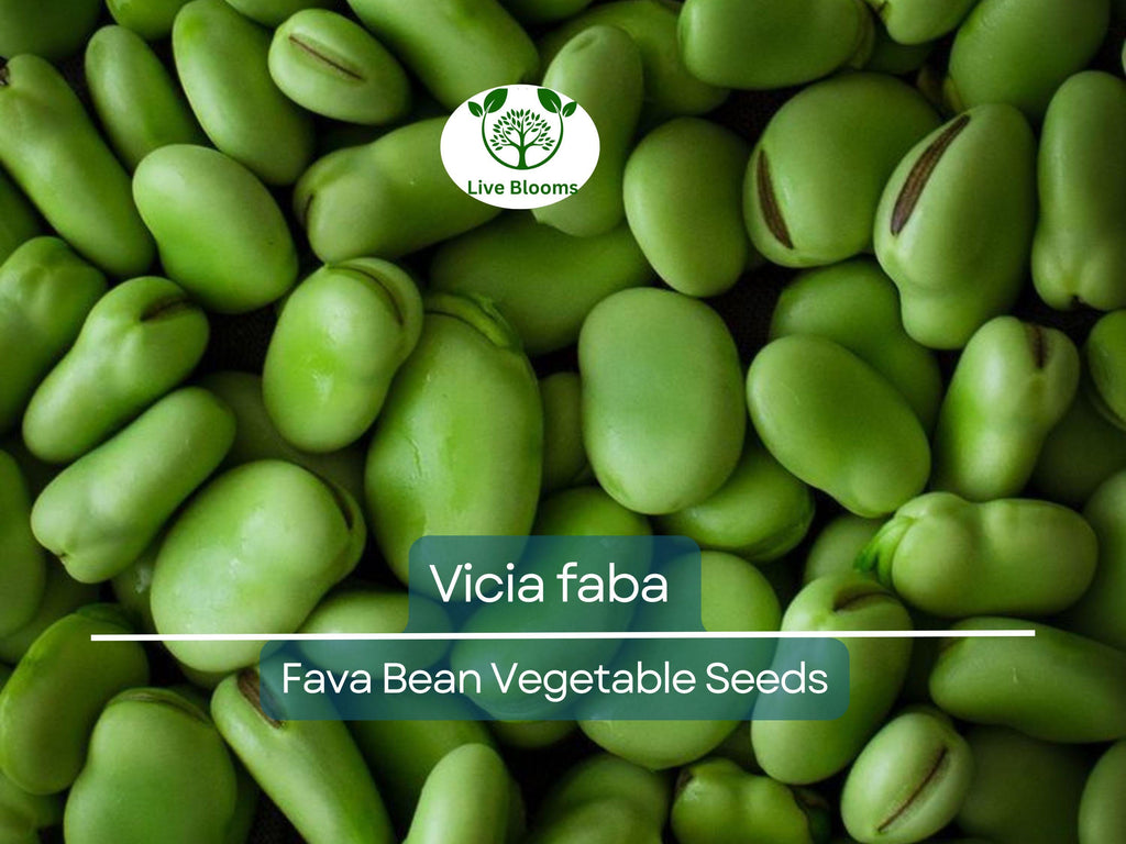 5 Seeds Fava Bean - Vicia faba | Heirloom Bean for Planting, Gardening & Culinary Use | Nutrient-Rich, Versatile Legume