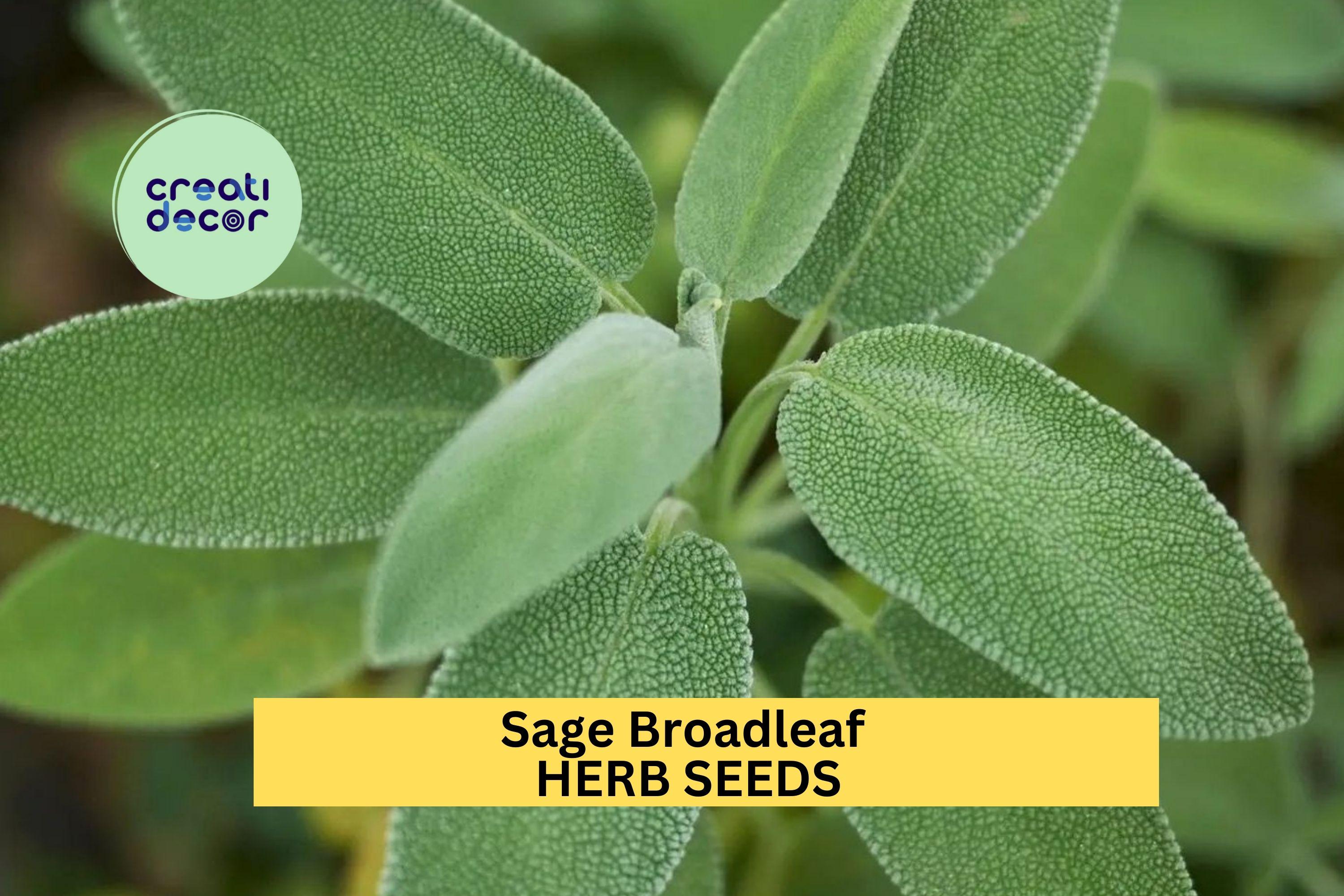 3pcs of 300mg Sage Broadleaf Seeds – Classic Culinary Herb for Garden Beds, Containers, or Kitchen Herb Gardens Seeds for Planting