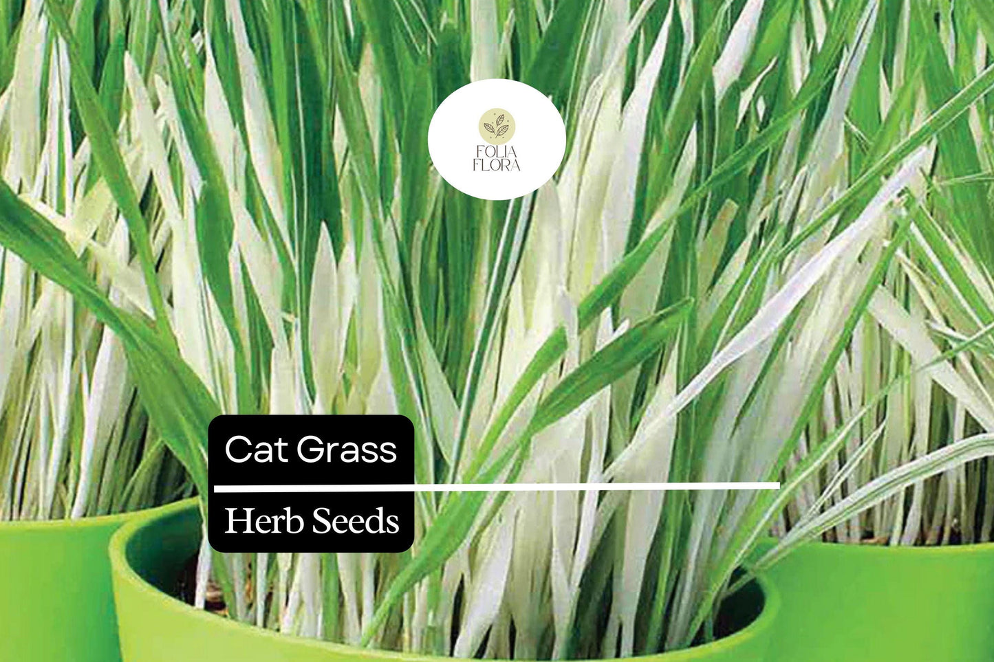 50 Seeds Cat Grass (Agropyron Cristatum) – Safe Grass for Cats to Chew and Digest