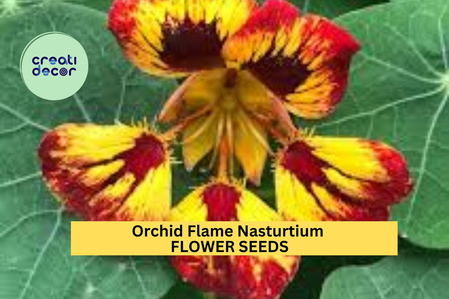 50+ Orchid Flame Nasturtium Seeds – Red-Yellow Streaked Blooms for Garden Planting, Edging, Hanging Baskets & Pollinator Beds – USA