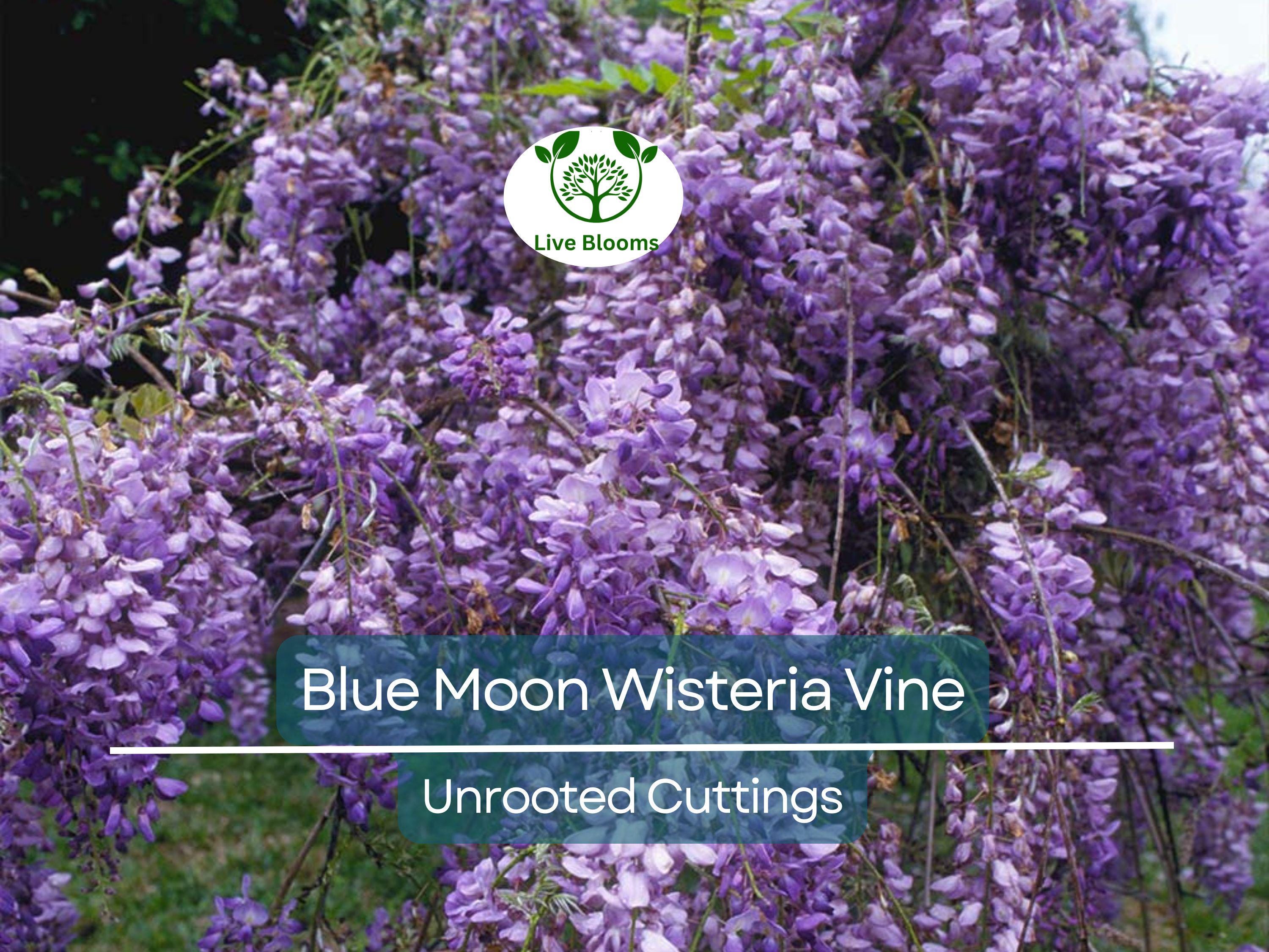 4 Wisteria Vines Blue Moon Fresh Unrooted Cuttings (Wisteria macrostachya) DIY Flowering Vine - Propagate Beautiful Blooms