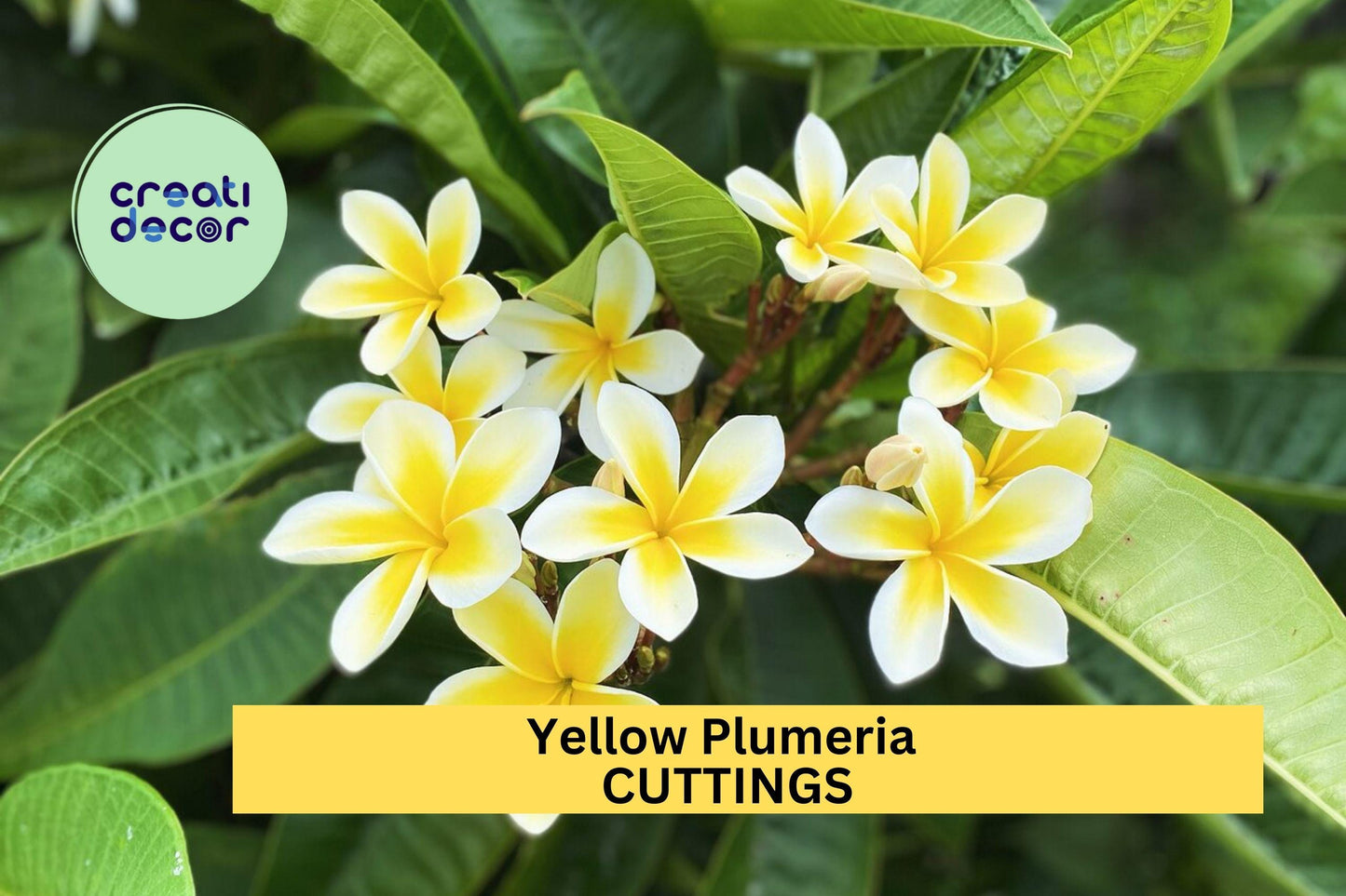Yellow Plumeria Cuttings 2 Pack | 10” Fresh Unrooted Single-Head Frangipani | Tropical Flower Tree Starter for Garden or Pot